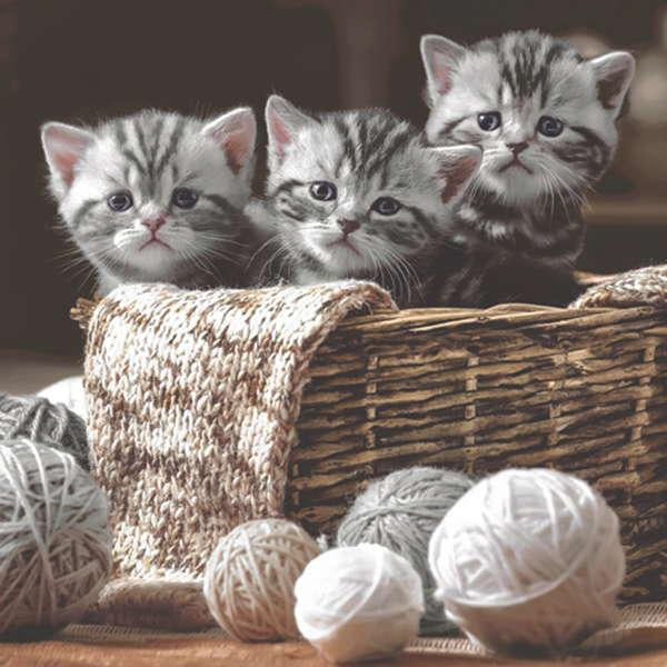 Kittens in a Basket Paper Napkins