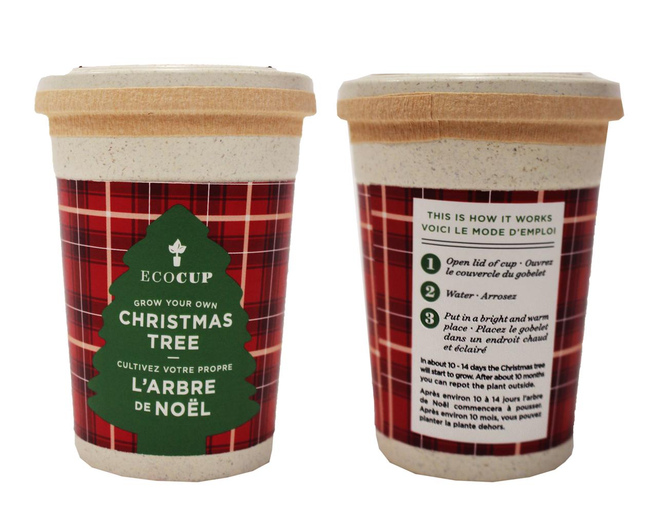 Grow Your Own Christmas Tree