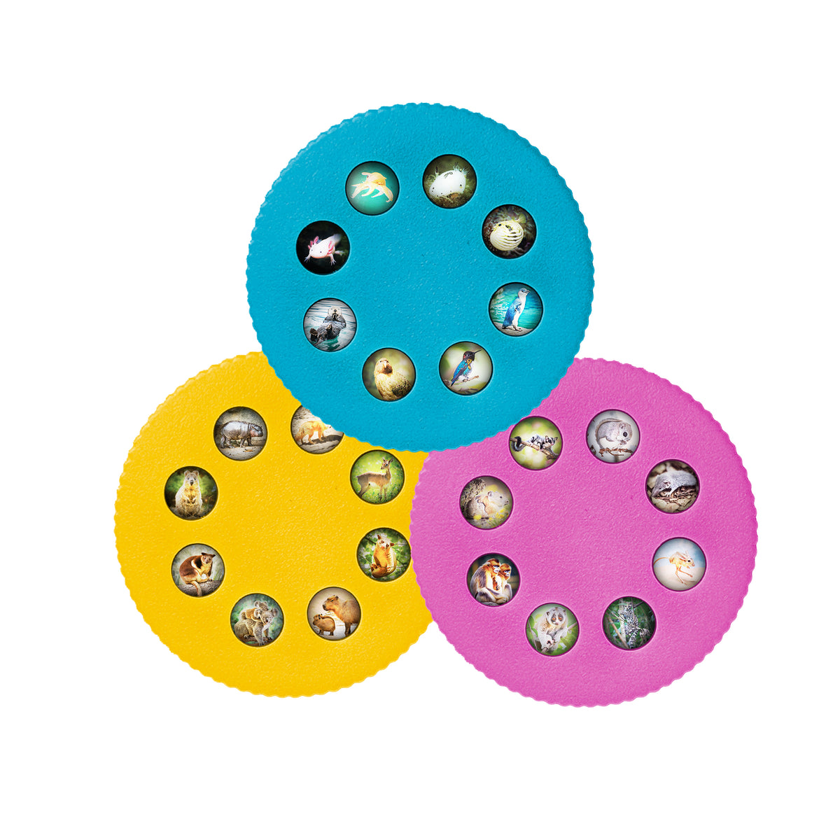 Wonder Lights Educational Flashlight Projector: Cute Animals