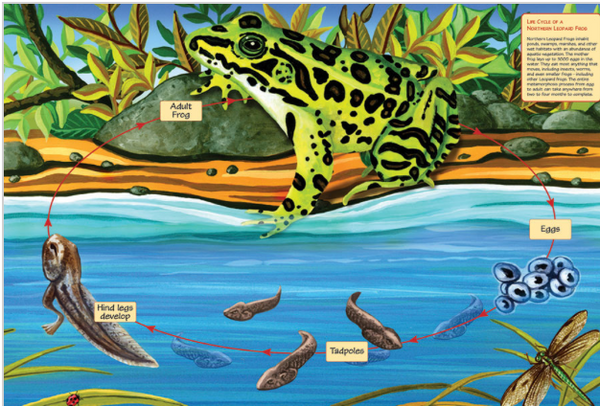 Cobble Hill Puzzle: Life Cycle of a Northern Leopard Frog Floor Puzzle