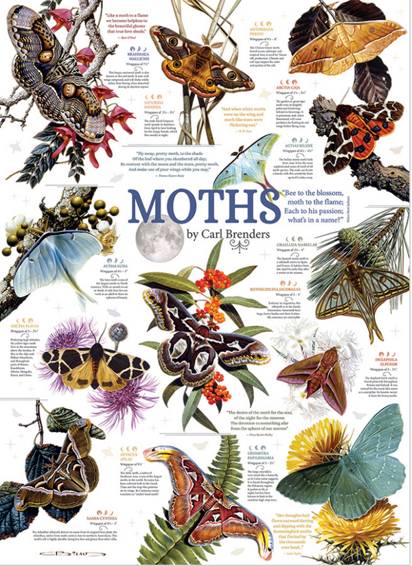 Cobble Hill Puzzle: Moth Collection