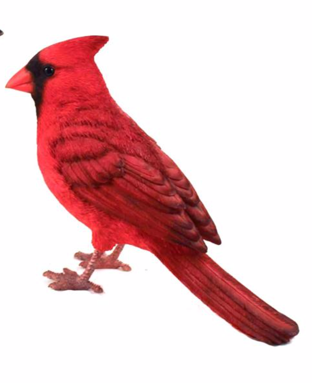 Cardinal or Blue Jay